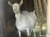 2 capre sannen+ 1 Tap si 5 iezi (3 masculi si 2 femele)