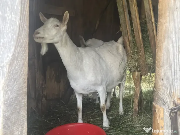 2 capre sannen+ 1 Tap si 5 iezi (3 masculi si 2 femele)