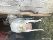 2 capre sannen+ 1 Tap si 5 iezi (3 masculi si 2 femele)