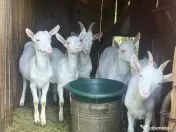 2 capre sannen+ 1 Tap si 5 iezi (3 masculi si 2 femele)