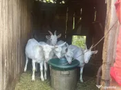 2 capre sannen+ 1 Tap si 5 iezi (3 masculi si 2 femele)