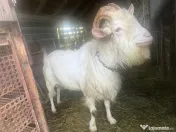 2 capre sannen+ 1 Tap si 5 iezi (3 masculi si 2 femele)