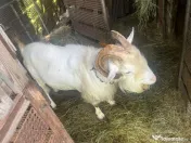 2 capre sannen+ 1 Tap si 5 iezi (3 masculi si 2 femele)