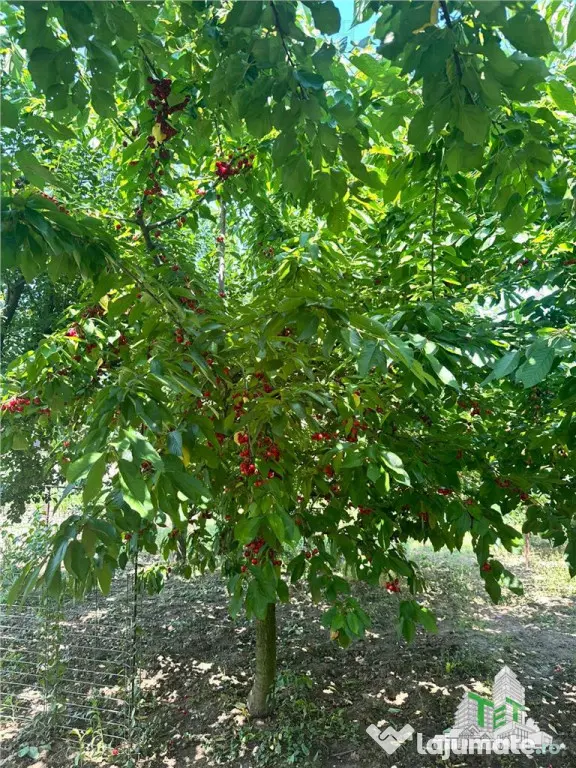 Vila individuala deosebita in Cornetu-246mp utili- teren 153