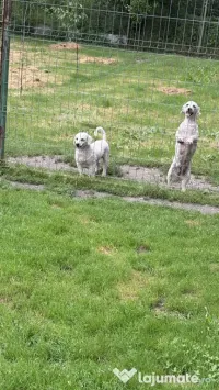 Disponibili mascul și femelă bichon. 