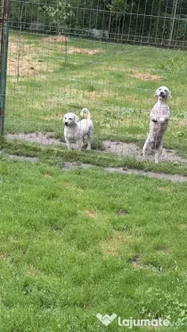 Disponibili mascul și femelă bichon.