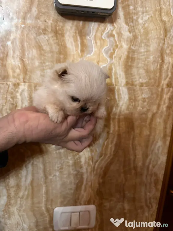 Fetițe și băieți Pomeranian alb