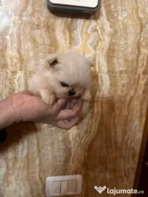 Fetițe și băieți Pomeranian alb