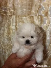 Fetițe și băieți Pomeranian alb 