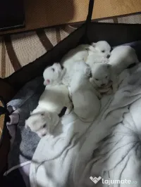 Bichon maltese rasa pură