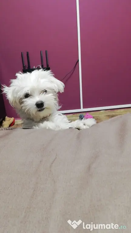 Bichon maltese rasa pură