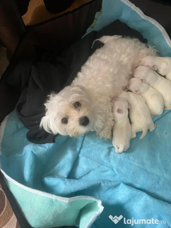 Bichon maltese rasa pură