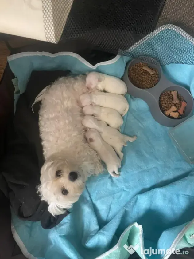 Bichon maltese rasa pură