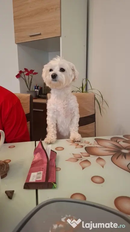 Bichon maltese rasa pură