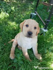 Puiuți de Labrador 🩷 