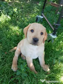 Puiuți de Labrador 🩷