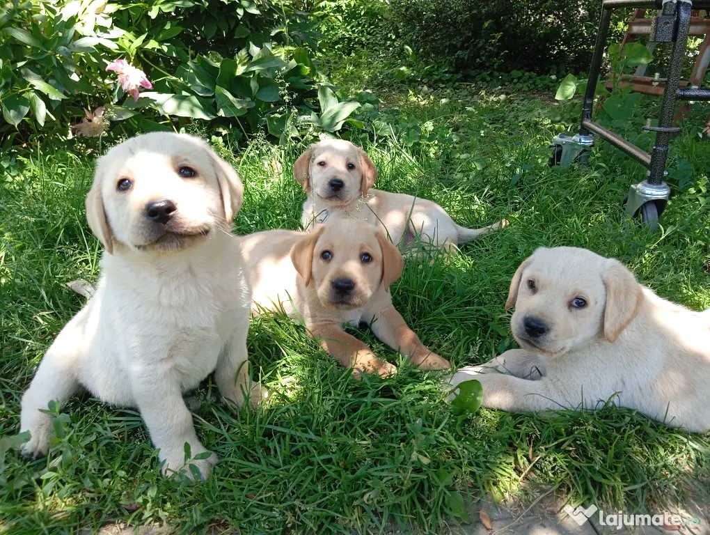 Puiuți de Labrador 🩷