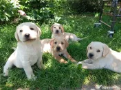 Puiuți de Labrador 🩷 