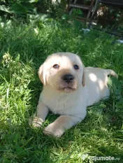 Puiuți de Labrador 🩷 