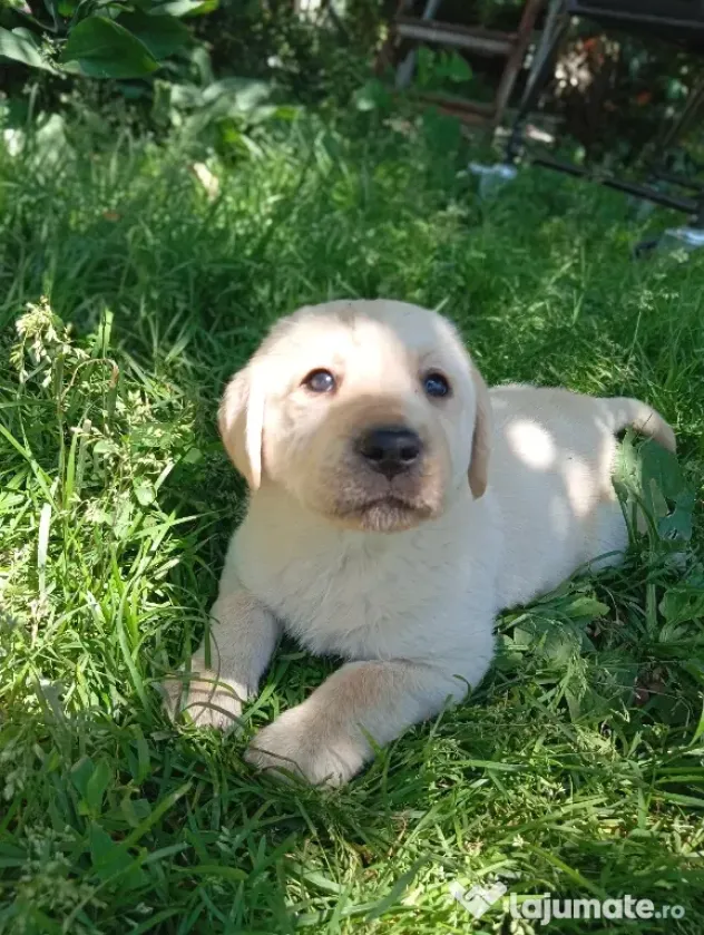 Puiuți de Labrador 🩷