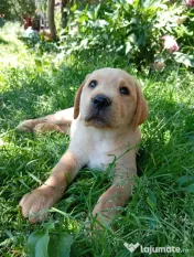 Puiuți de Labrador 🩷 