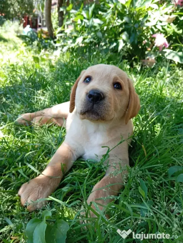 Puiuți de Labrador 🩷