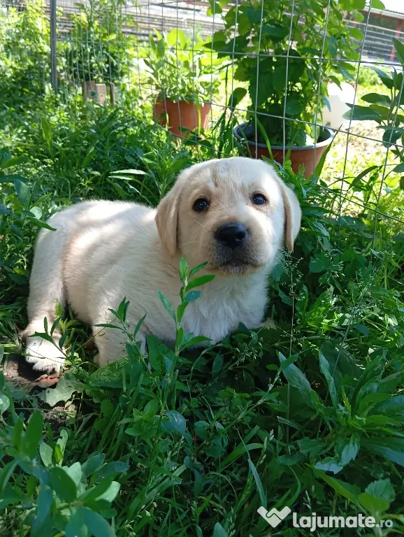 Puiuți de Labrador 🩷