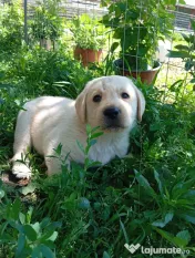 Puiuți de Labrador 🩷 