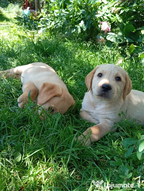 Puiuți de Labrador 🩷