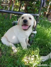 Puiuți de Labrador 🩷 