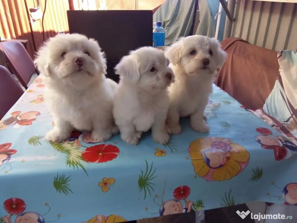 Catei bichon maltez