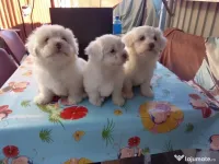 Catei bichon maltez