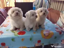 Catei bichon maltez