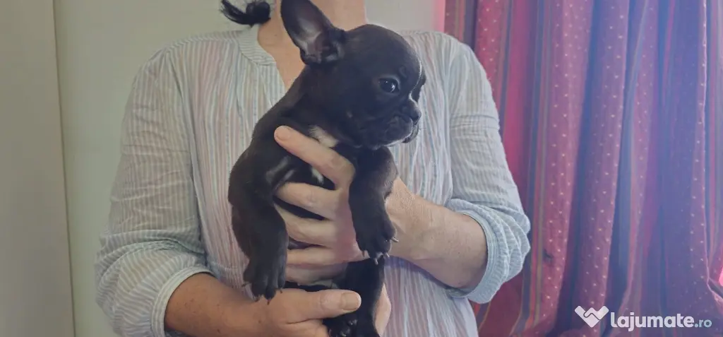Bulldog francez femela
