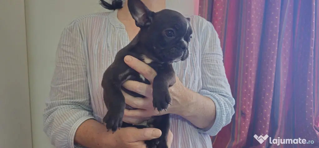 Bulldog francez femela