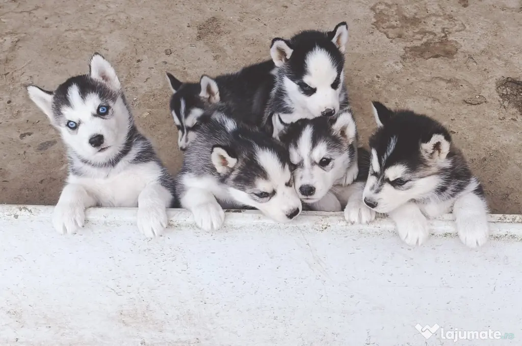 Pui husky de vanzare