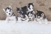 Pui husky de vanzare
