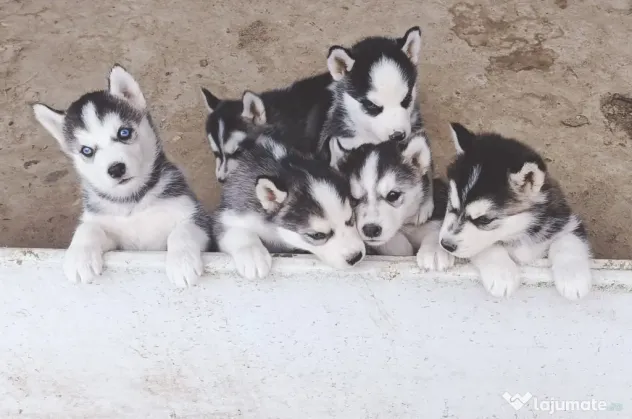 Pui husky de vanzare