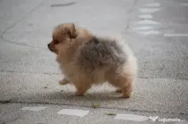 Pomeranian fetita isi cauta casa noua