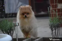 Pomeranian fetita isi cauta casa noua