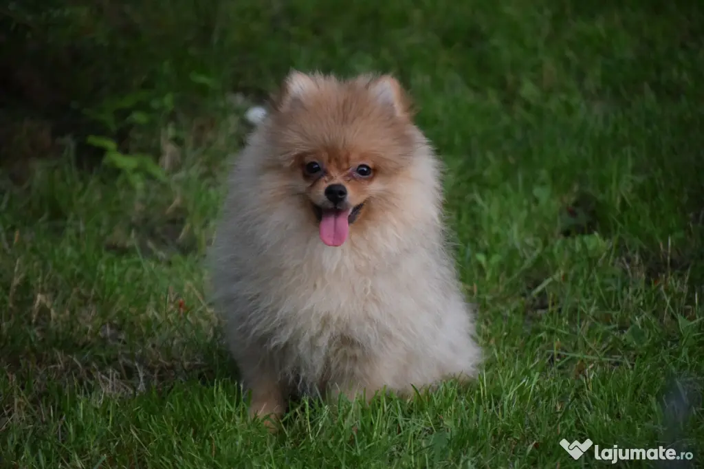 Pomeranian fetita isi cauta casa noua
