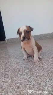 Căței amstaff 