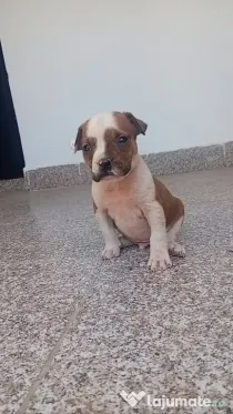 Căței amstaff