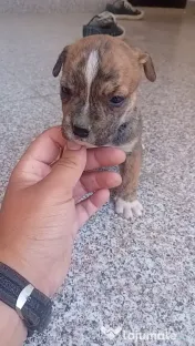 Căței amstaff 