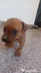 Căței amstaff 