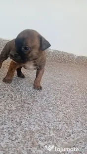 Căței amstaff 