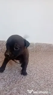 Căței amstaff 