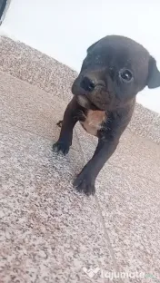 Căței amstaff 