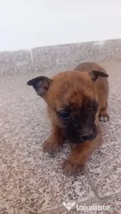Căței amstaff 
