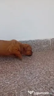 Căței amstaff 